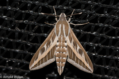 Hyles livornica