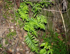 Polypodium