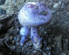 Inocybe violaceocaulis