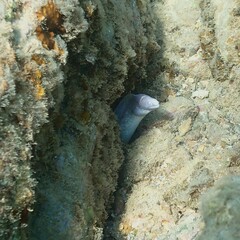 Gymnothorax thyrsoideus