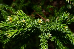 Athrotaxis selaginoides