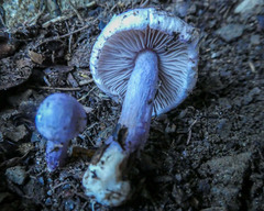 Inocybe violaceocaulis
