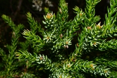 Athrotaxis selaginoides