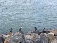 Phalacrocorax punctatus punctatus