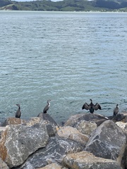 Phalacrocorax punctatus punctatus