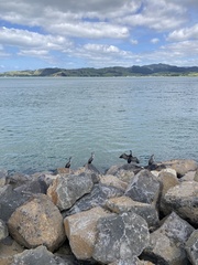 Phalacrocorax punctatus punctatus