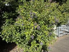 Ligustrum lucidum
