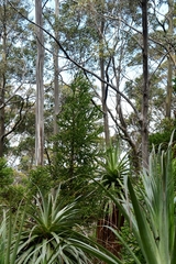 Athrotaxis selaginoides