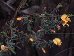 Pultenaea reflexifolia