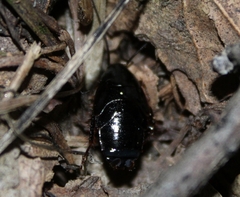 Parcoblatta americana