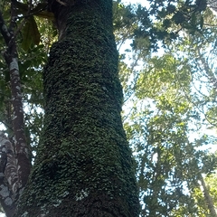 Bulbophyllum pygmaeum