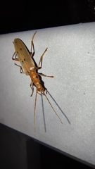 Parisopalpus nigronotatus