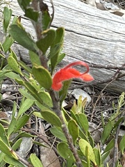 Adenanthos