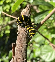 Egybolis vaillantina