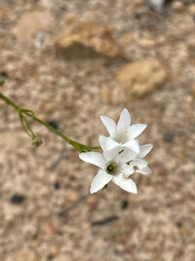 Orianthera