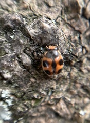 Phymatosternus lewisii