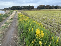 Solidago altissima