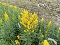 Solidago altissima