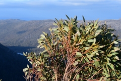 Eucalyptus coccifera