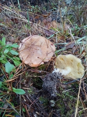 Suillus pungens