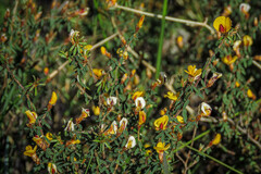 Pultenaea reflexifolia