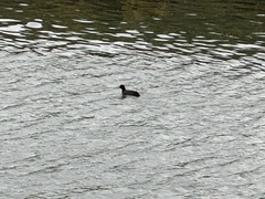 Fulica atra atra