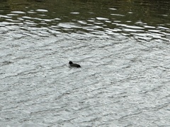 Fulica atra atra