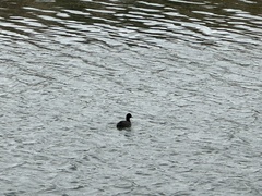 Fulica atra atra