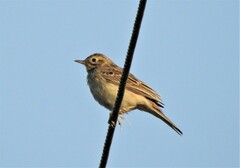 Anthus godlewskii