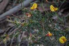 Pultenaea reflexifolia