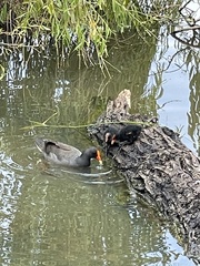 Gallinula tenebrosa