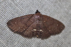 Nechesia albotentata