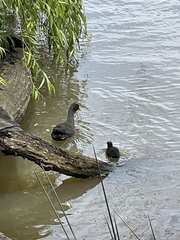 Gallinula tenebrosa