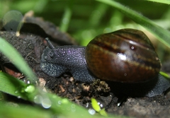Helminthoglypta tudiculata