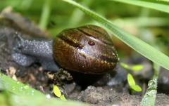 Helminthoglypta tudiculata
