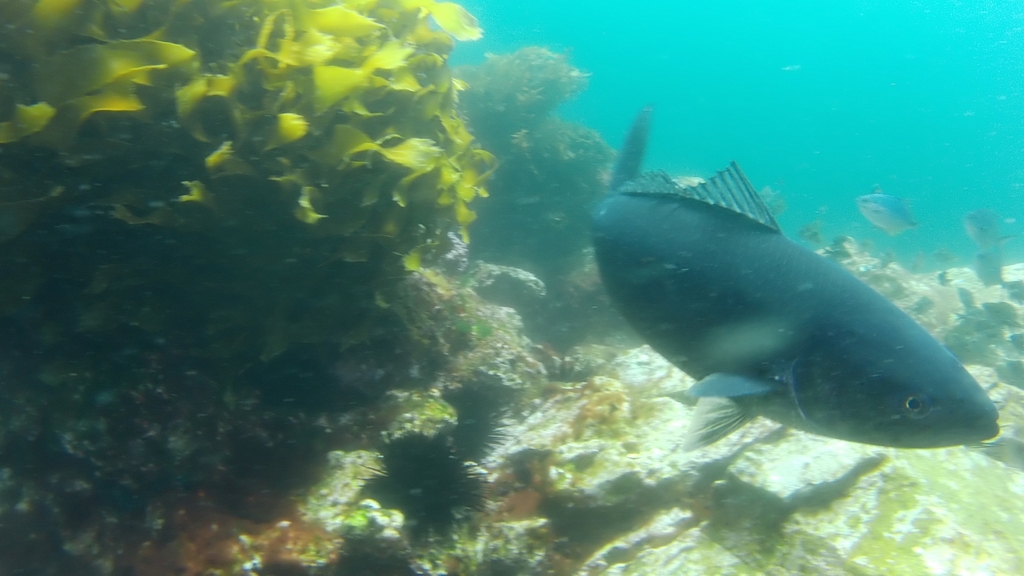 Giant kahawai (Arripis xylabion) — Arripidae