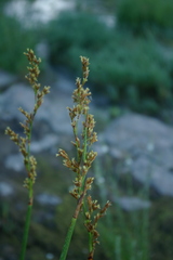 Pseudoschoenus inanis