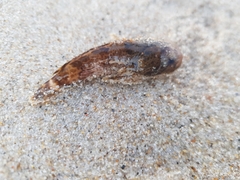 Halobatrachus didactylus