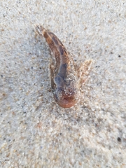 Halobatrachus didactylus