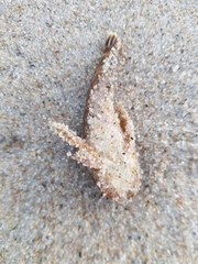 Halobatrachus didactylus