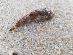 Halobatrachus didactylus