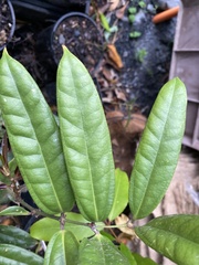 Ripogonum discolor