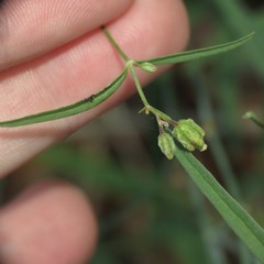 Mirabilis linearis linearis