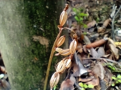 Acianthus sinclairii