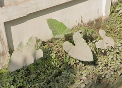 Xanthosoma