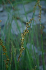 Pseudoschoenus inanis