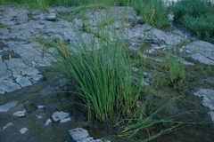 Pseudoschoenus inanis