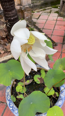 Nelumbo nucifera
