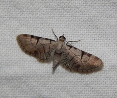 Eupithecia
