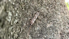 Stenopsyche marmorata